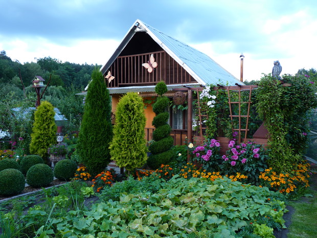 Warzywnik, w tle tuje. Przy trejażu rosną dalie w towarzystwie aksamitek.