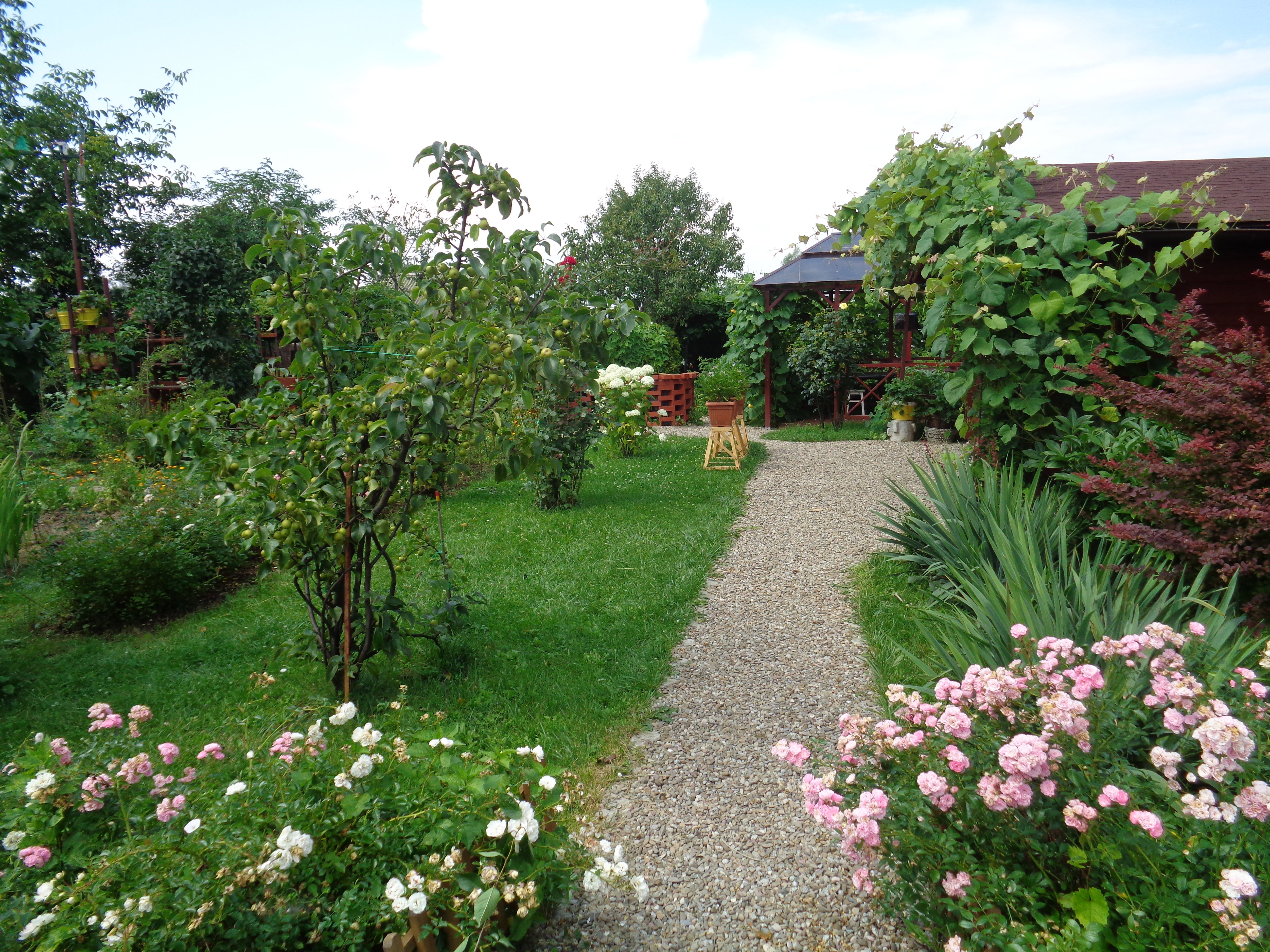 Wejście na działkę z różami okrywowymi.