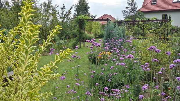Werbena patagońska i ligustr „Aureum”. 