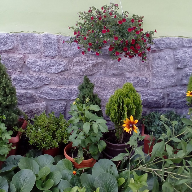 Wiecznozielone bergenie, słoneczne rudbekie i zwisające pelargonie upiększają wejście do domu