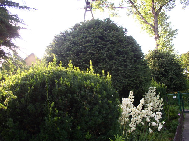 Wokół domu jest co przycinać, a o to już dba właściciel Jan.