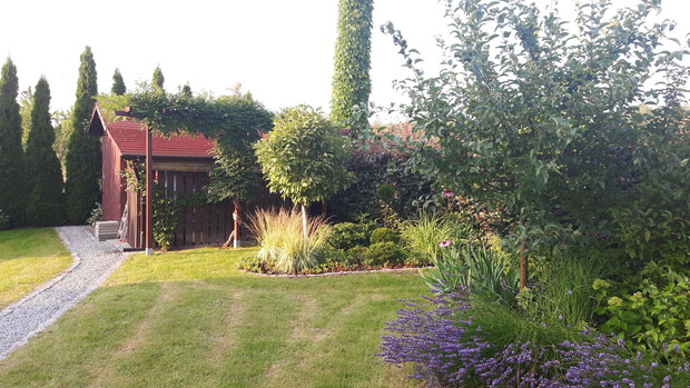 Wokół drewutni słup energetyczny obsadziłam winobluszczem trójklapowym, a trejaż wisterią. Kuliste drzewko to magnolia "Susan" kwitnąca prawie przez cały sezon, a u jej stóp  dwie trawy ozdobne. Przy magnolii wsadziłam także krzew róży, choinę "Jeddeloh",