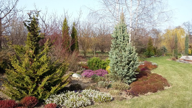 Wrzosowisko na przedwiośniu.