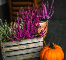 Wrzosy idealnie wyglądają nie tylko w doniczkach, ale również np. w skrzyniach (zdj.: Fotolia.com)