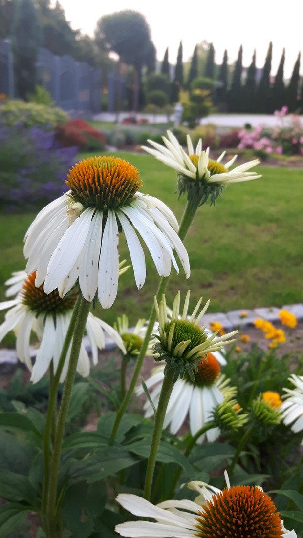 Wspaniała biała jeżówka kwitnie jak szalona, chociaż wsadzona została jesienią.