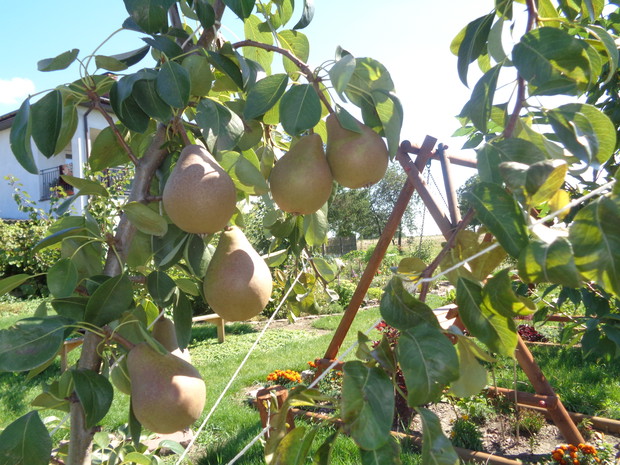 Z dorodnych gruszek będzie wspaniała marynata.