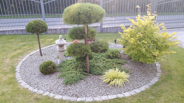 Z przodu domu, z powodu fascynacji kulturą wschodu, założyłam niewielki fragment ogrodu na wzór ogrodu japońskiego. Koło zostało wysypane szarym granitowym kamykiem, wsadziłam drzewko bonsai, szczepioną na pniu i zwykłą sosnę górską "Winter Gold" przebarw