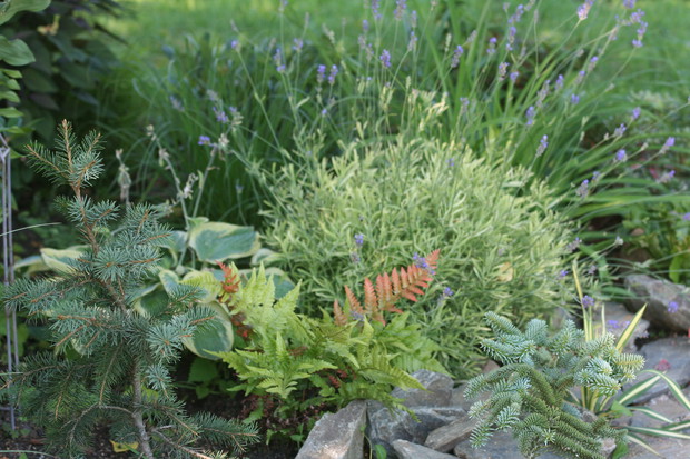 Zakątek z iglakami w roli głównej 