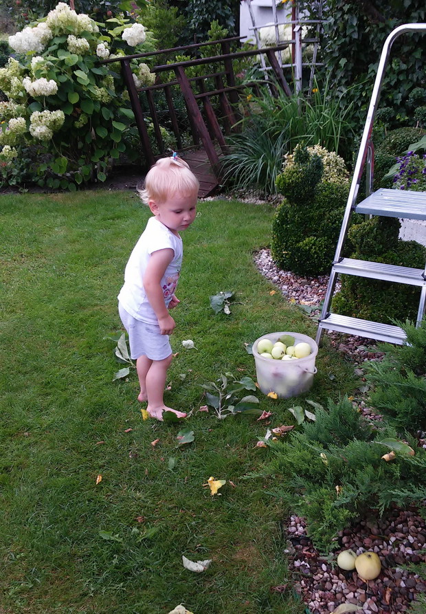 zbieramy babci jabłuszka