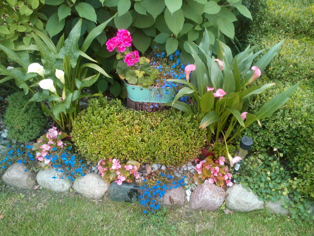 Zdjęcie nr 8 - "Kalie" kremowe i różowe