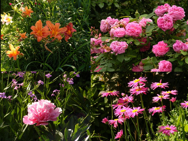 Zestawienie letnich kwiatów.