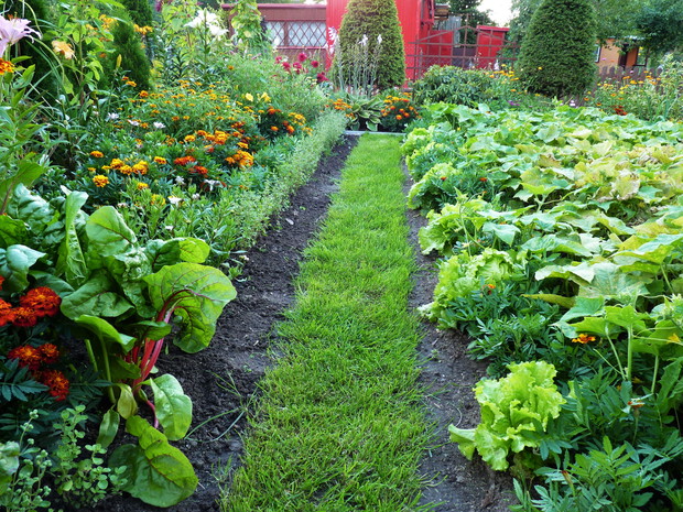 Zielona ścieżka oddzielająca warzywnik od  wiejskiej rabaty, w której oprócz kwiatów rośnie majeranek i buraczki  liściowe.