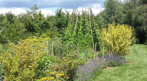 Zielony "wigwam" porośnięty pnącą fasolą jest świetnym miejscem zabaw najmłodszych.