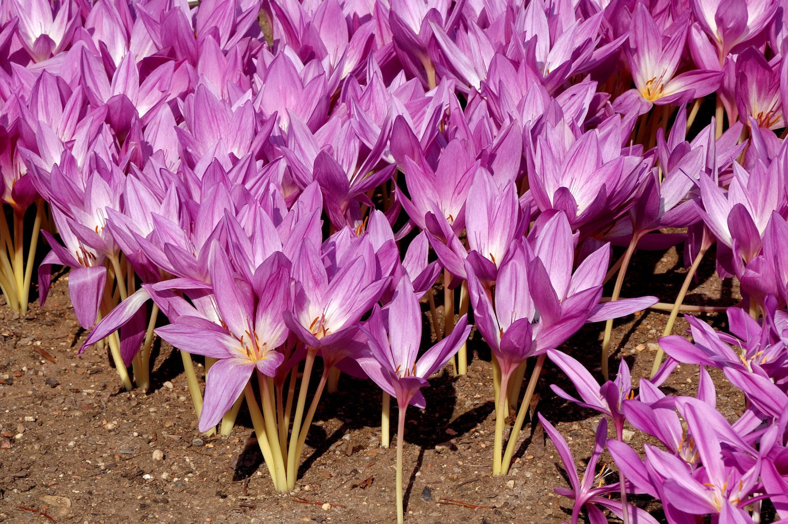 Zimowit Colchicum (zdj.: Fotolia.com)