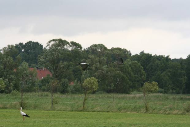 Żurawie oglądane z ukrycia 