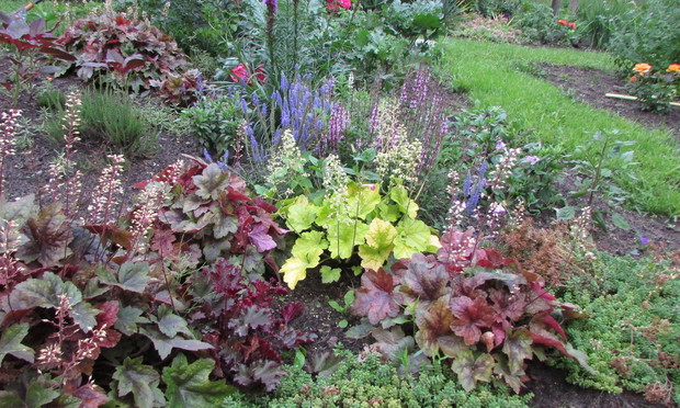 Żurawki - przez cały rok pokazują swój urok