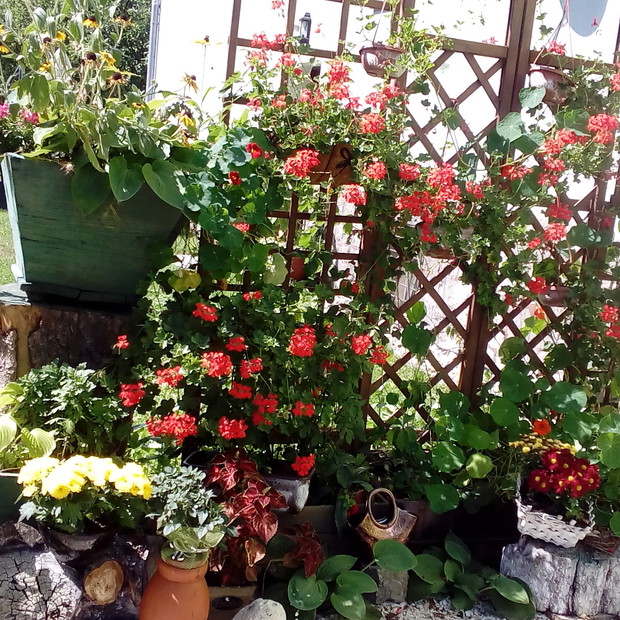 Zwisające czerwone pelargonie, białe chryzantemy, pnie i kamienie upiększają wejście do domu