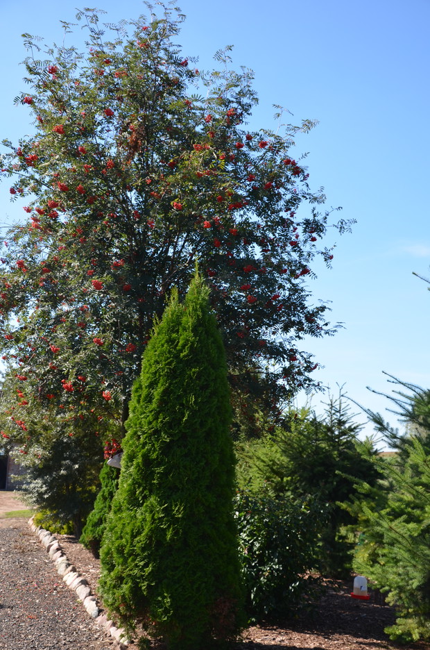 Aleja wjazdowa na działkę :)