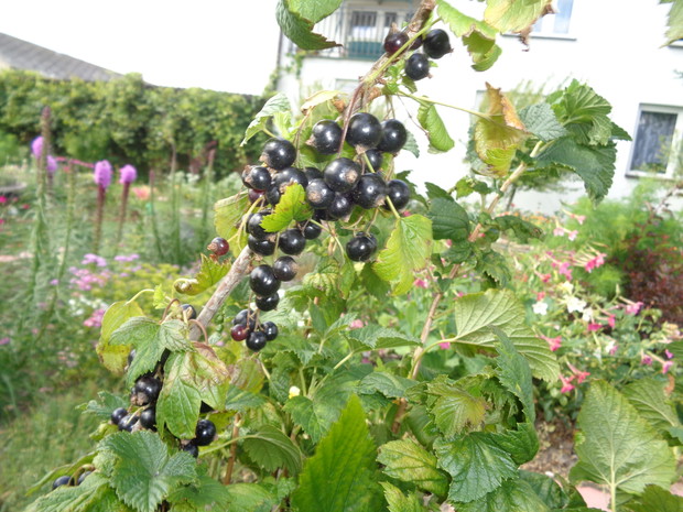 Aromatyczna czarna porzeczka