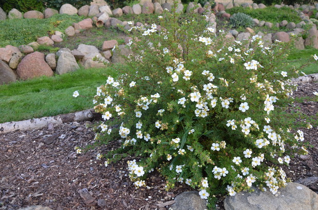Biały pięciornik :)