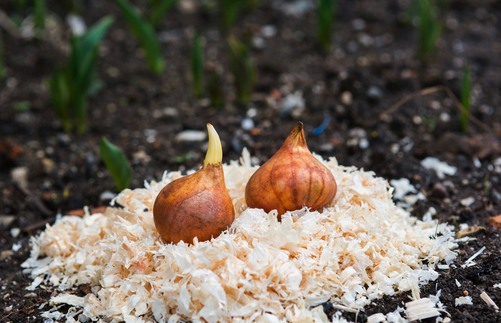 Cebule tulipana gotowe do wsadzenia (zdj.: Fotolia.com)