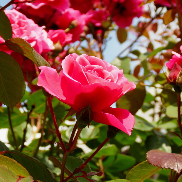 co roku zadziwia mnie ilością kwiatów, ktorymi jest cała wręcz obsypana 