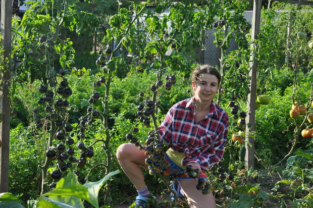 Czarne pomidorki, obrodziły pięknie,posadzone z nasionek:)