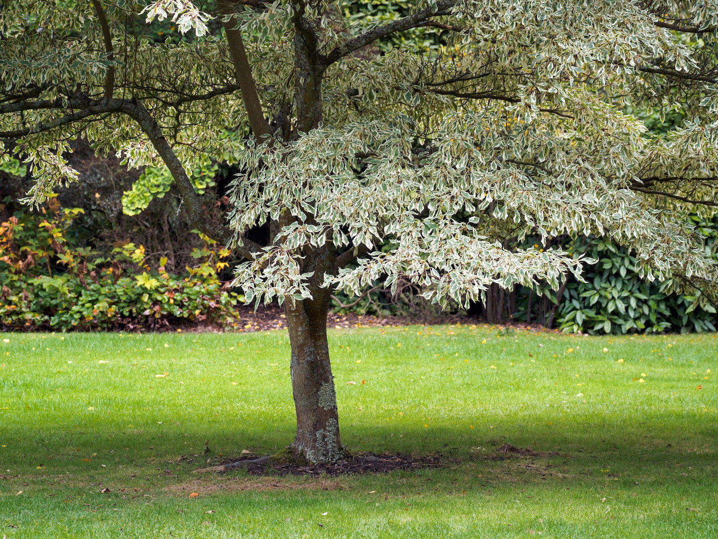Dereń pagodowy Cornus controversa ‘Variegata’ (zdj.: Fotolia.com)