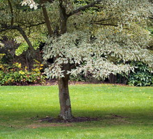 Dereń pagodowy Cornus controversa ‘Variegata’ (zdj.: Fotolia.com)