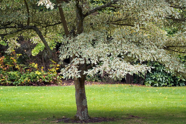 Dereń pagodowy Cornus controversa ‘Variegata’ (zdj.: Fotolia.com)