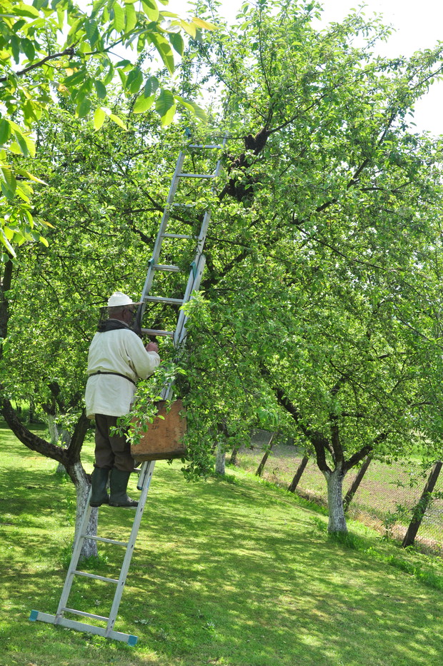 Dziadek szykuję się do ściągania roju pszczół:) 