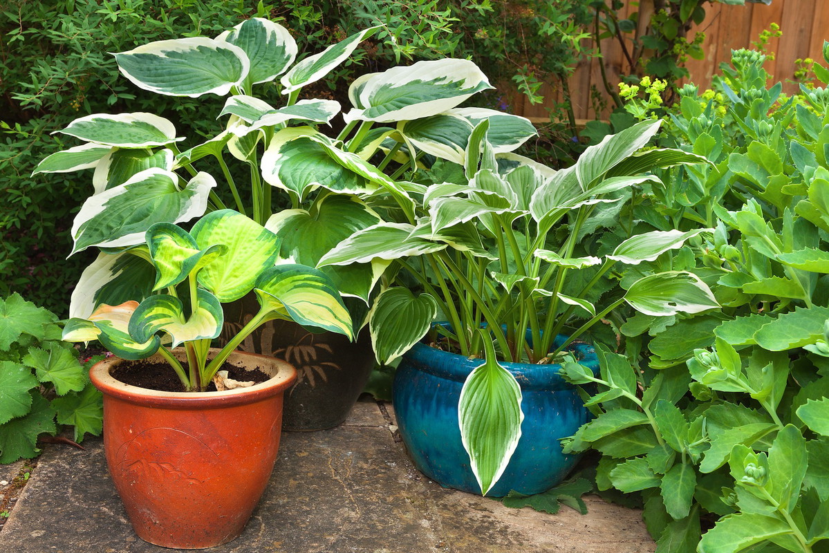 Funkie nadają się również do sadzenia doniczkowego, przez co łatwo znaleźć można dla nich miejsce w ogrodzie (zdj.: Fotolia.com)