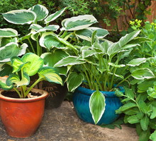 Funkie nadają się również do sadzenia doniczkowego, przez co łatwo znaleźć można dla nich miejsce w ogrodzie (zdj.: Fotolia.com)