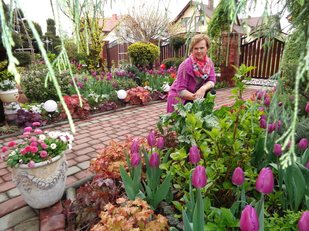 I to ja wczesna wiosna w tulipanach które tak kocham i kocham...