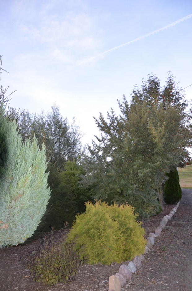 Iglaki i nie tylko :)