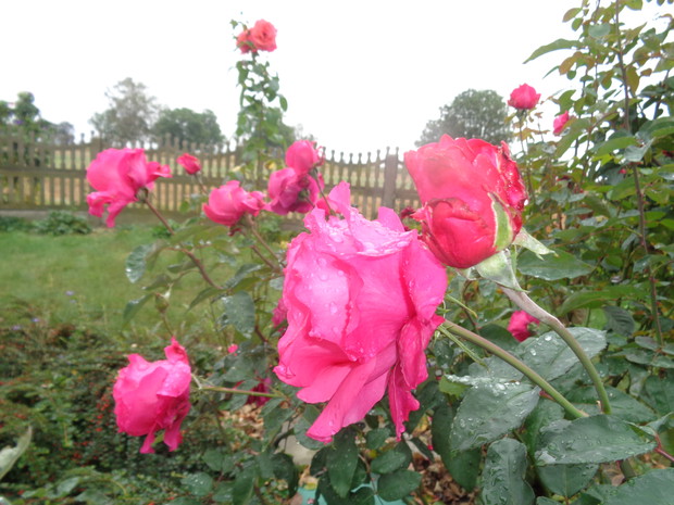 Jak się nie zachwycać...