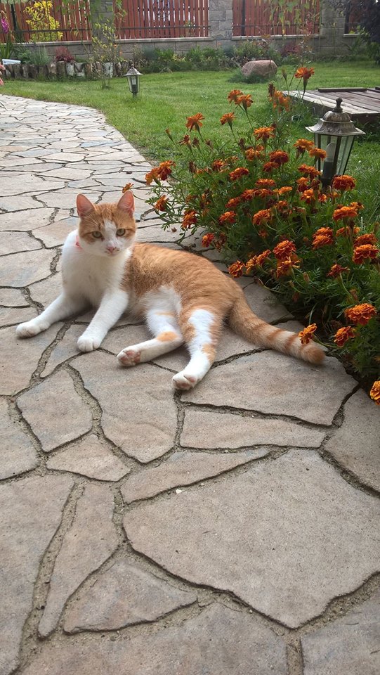 Jak tu miło mówi nowy kot przybłęda i został na stałe