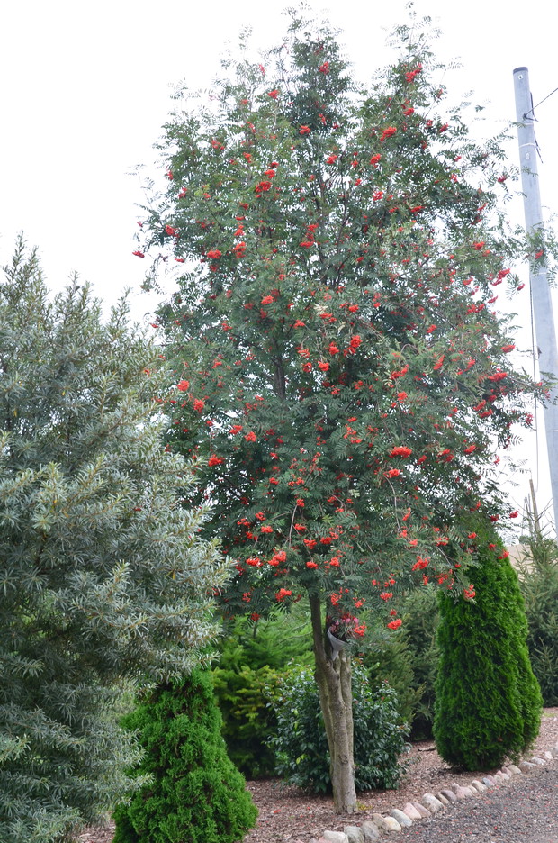 Jarzębina ślicznie zakwitła :)