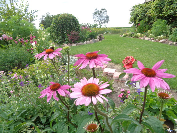 Jeżówki to ulubienice owadów.