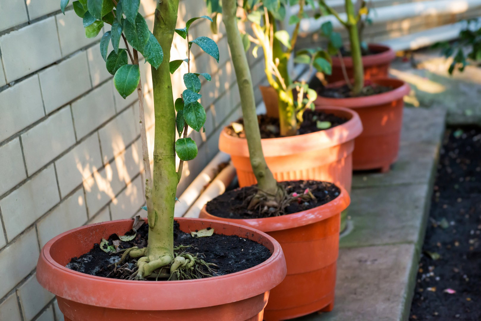 Kamelie w doniczkach (zdj.: Fotolia.com)