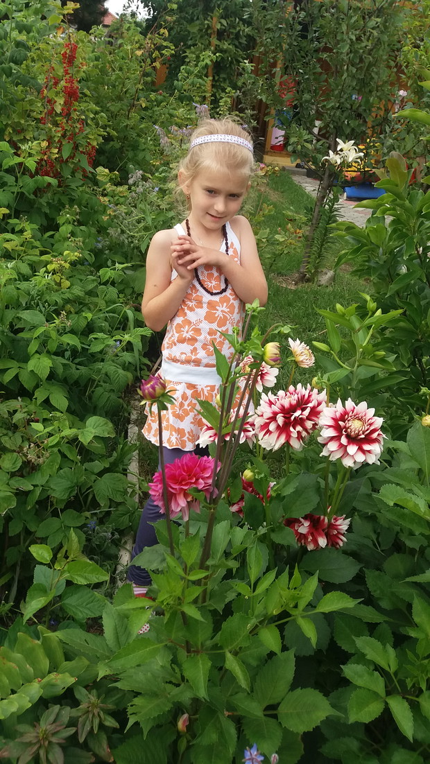 Karolina wsrod dalii