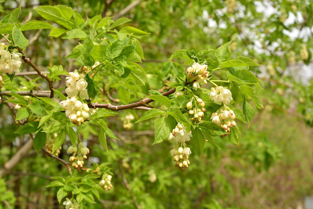 Kłokoczka południowa Staphylea pinnata (zdj.: Fotolia.com)