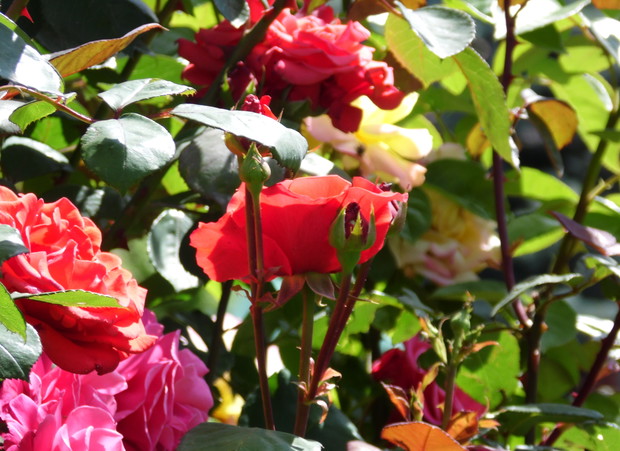 Królowe ogrodów :) 