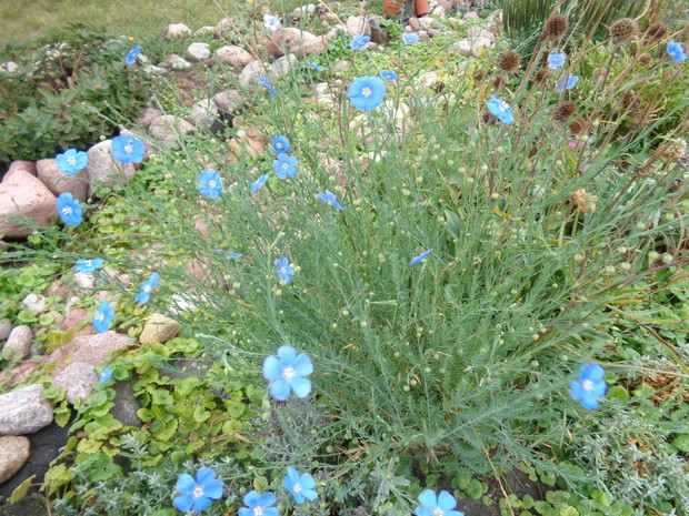 Len powtarza kwitnienie.