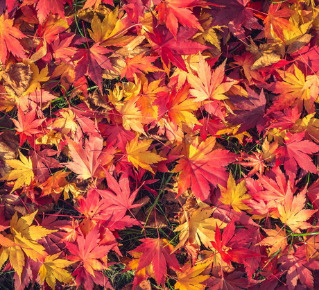 Liście klonu japońskiego Acer japonicum (zdj.: Fotolia.com)