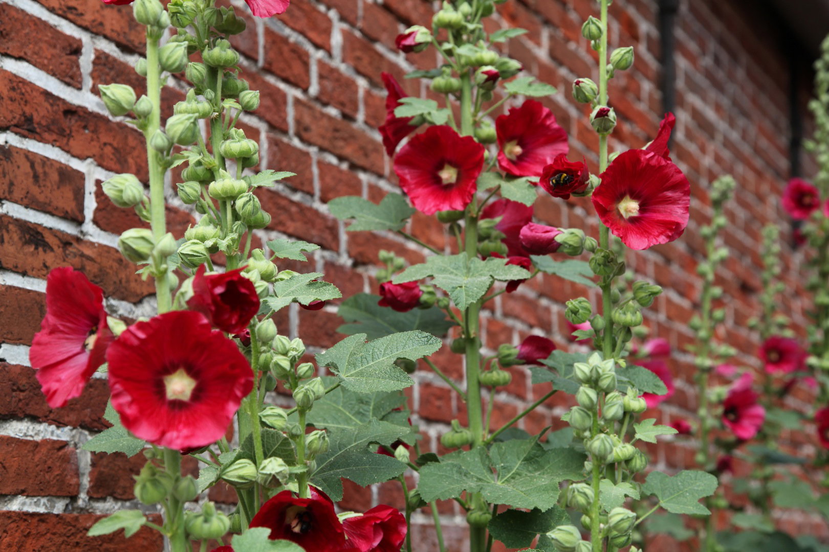 Malwa ogrodowa Althaea rosea (zdj.: Fotolia.com)