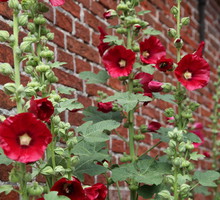 Malwa ogrodowa Althaea rosea (zdj.: Fotolia.com)