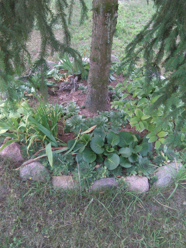 Mały skalniak pod drzewem ale bardzo fajny.