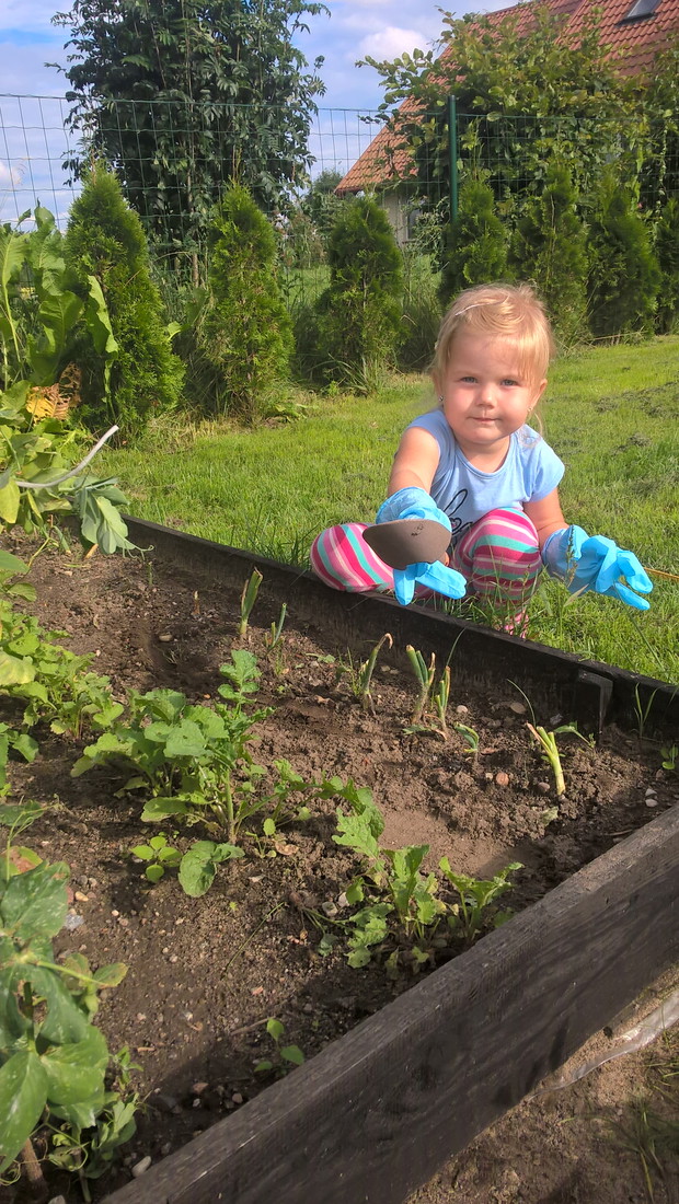 Mamo sadzimy szczypiorek
