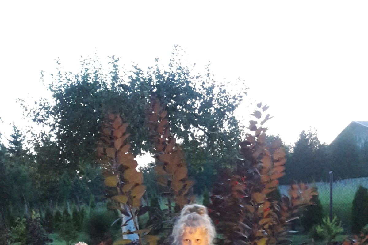 Moj kwiat w hortensji